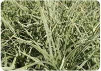 Ophiopogon Verigated